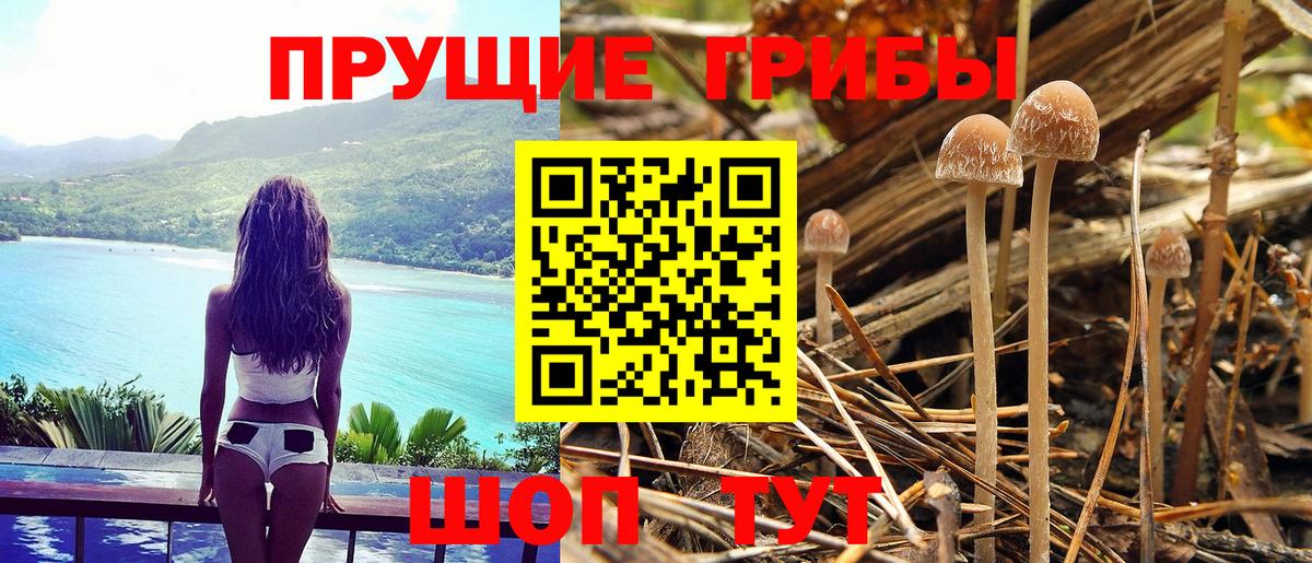 Сегежа  Псилоцибиновые грибы прущие грибы  Вход с VPN  Псилоцибиновые грибы мицелий 